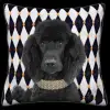 Black Poodle - Black & White