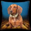 Brown Dachshund