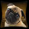 Pug - Black & Yellow