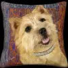 Cairn Terrier