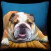 Bulldog - Blue