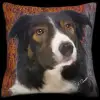 Australian Shepard