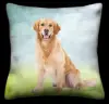 Golden Retriever - Sky