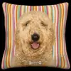 Goldendoodle