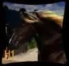Black Arabian