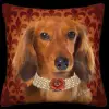 Long-Haired Dachshund