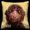 Labradoodle