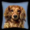 Dachshund - Blue