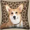 Pembroke Corgi