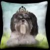 Shih-Tzu - Sky