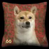 Shiba Inu