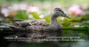 Duck Hunting in Argentina – A Waterfowler’s Dream Destination