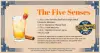 The Five Senses