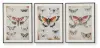 Jossletts - Wall Art Set (Set of 3) - Orange / Black / Ivory