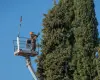 Worker in a lift trims tall green tree branches against a clear blue sky.