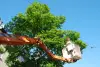 A worker in a bucket lift trims branches from a large green tree under a clear blue sky.