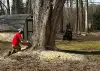 Tree removal service placeholder image.