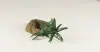 Rock Bowl - 001