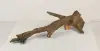 Tree Branch - 005