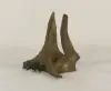 Tree Root - 003