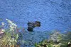Floating Log-004