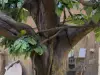Large Vine