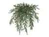 Climber Plant