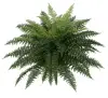 26 Inch Outdoor Ruffle Fern