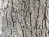 Cottonwood Tree Bark Wall Panel 7' x 9'