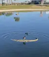 floating alligator for pond