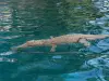 Floating Crocodile