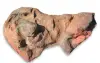 Pump Cover - Large
