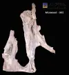 Mistwood-005