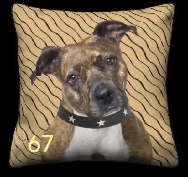 Brown Pitbull