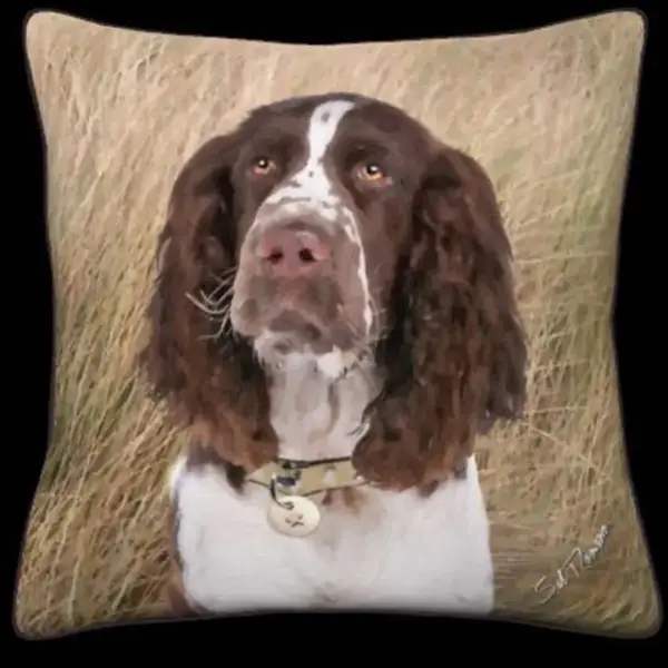 Springer Spaniel