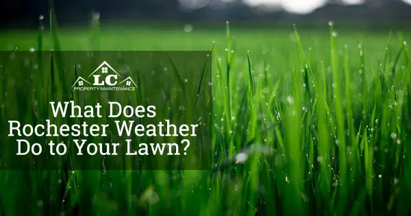 What Does Rochester Weather Do to Your Lawn?