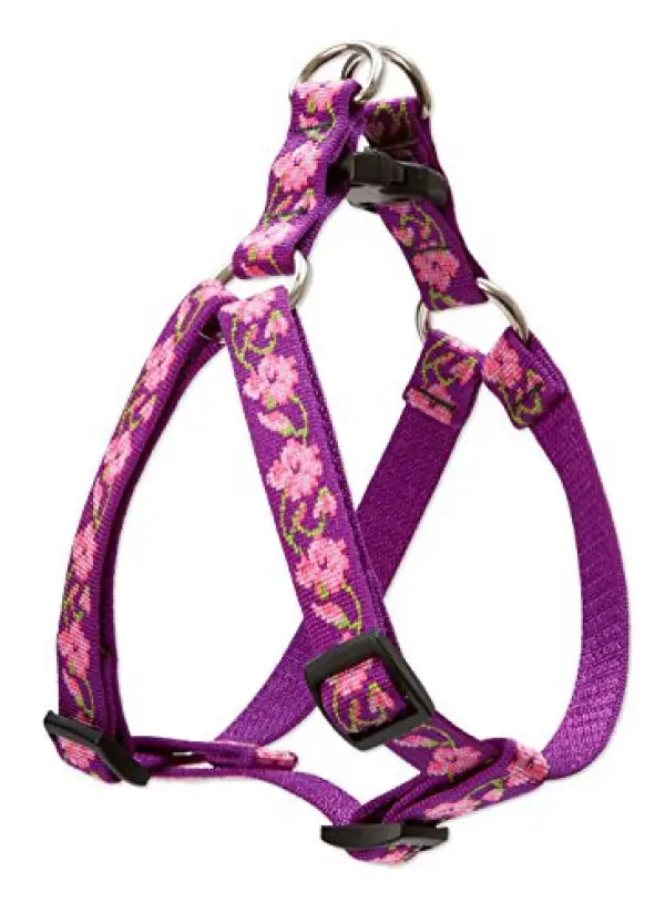 Lupine 20-30StepIn RoseGarden