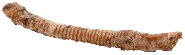 Whole Krunchie Tubes