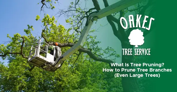 What Is Tree Pruning? How to Prune Tree Branches (Even Large Trees)