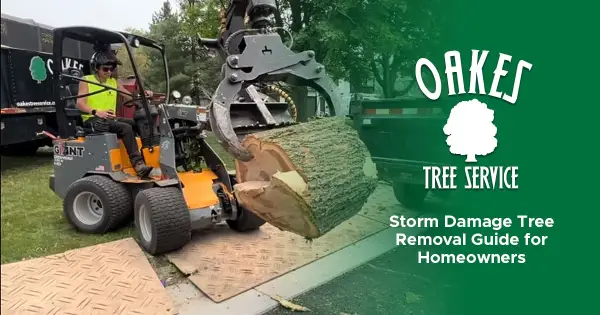 Storm Damage Tree Removal Guide for Homeowners