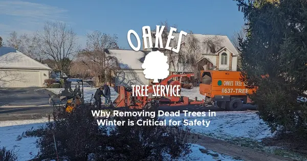 Why Removing Dead Trees in Winter is Critical for Safety