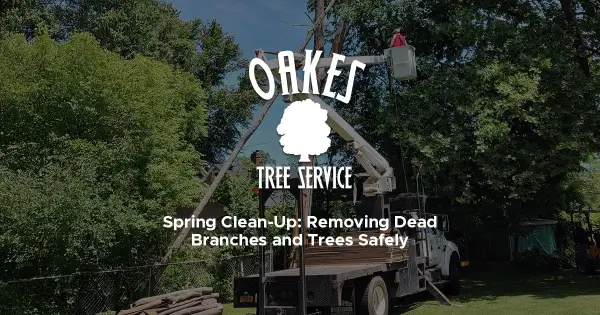 Spring Clean-Up: Safely Removing Dead Branches and Trees