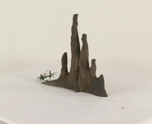 Cypress Knee - 005