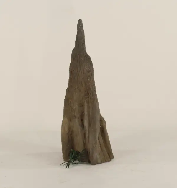 Cypress Knee - 008