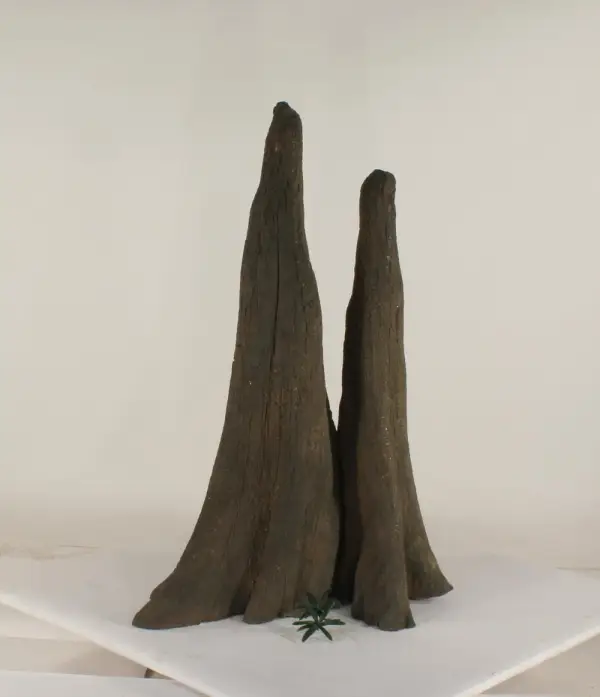Cypress Knee - 010
