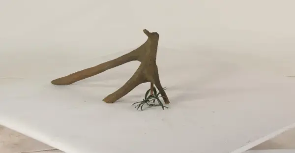 Mangrove Root - 001