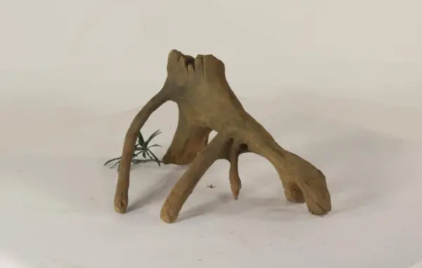 Mangrove Root - 002