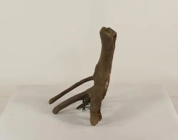 Mangrove Root - 004