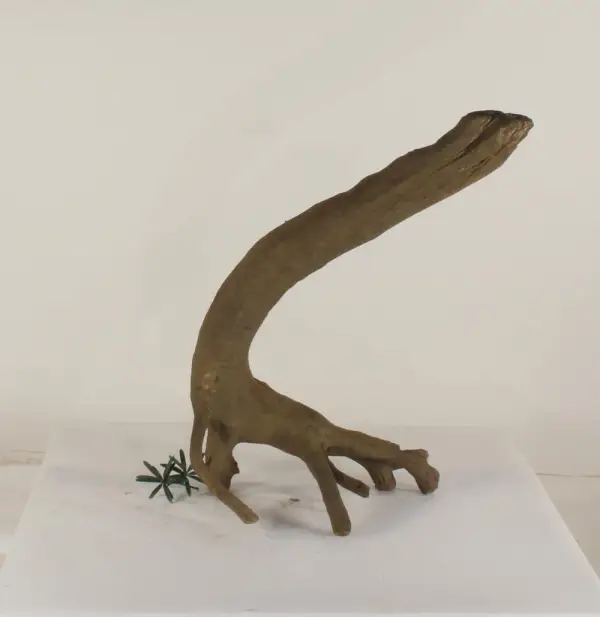 Mangrove Root - 005