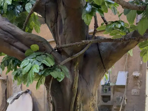 Large Vine